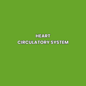 Heart Circulatory system